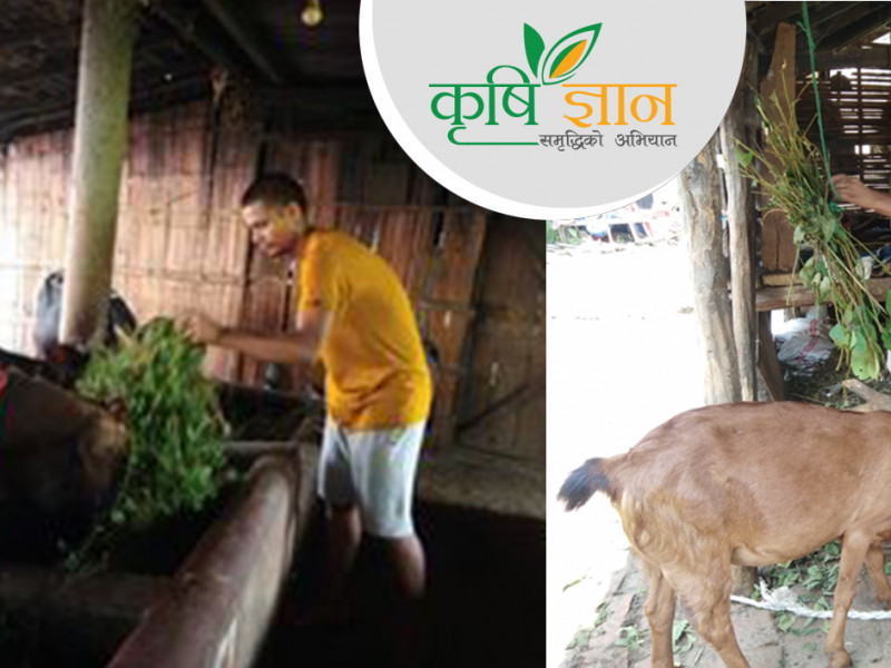 गाई पालेर युवाका लागि उदाहरणीय बने सप्तरीका प्रकाश तिवारी
